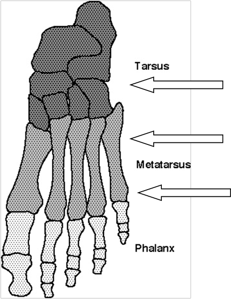 Lateral Column with arrows 2